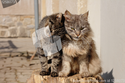 Image of two cats