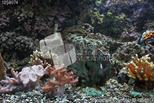 Image of aquarium background