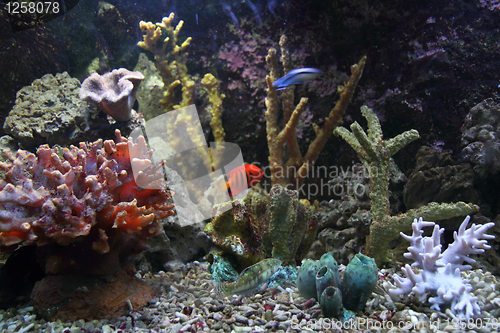 Image of aquarium background