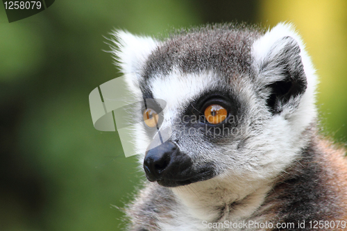 Image of lemur monkey