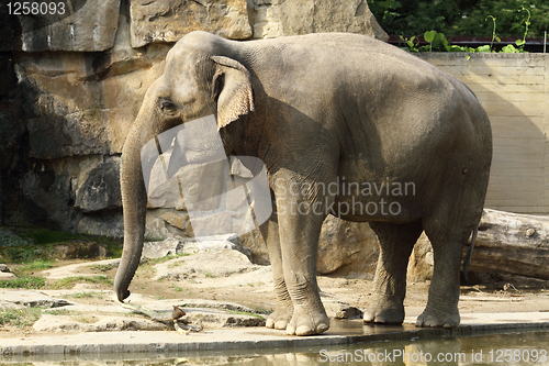 Image of elephant 