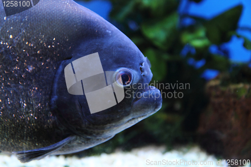 Image of detail of big piranha