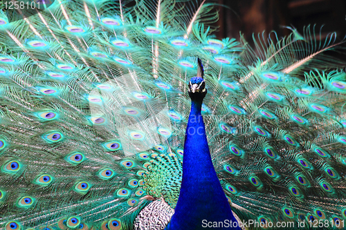 Image of peacock 