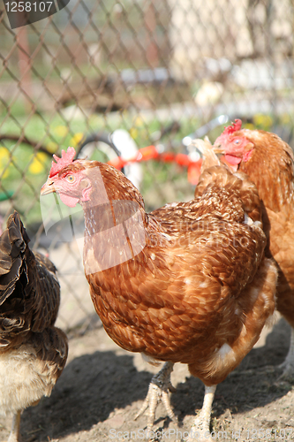 Image of chicken from farm