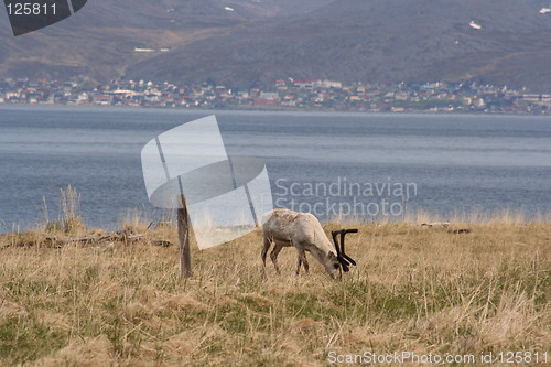 Image of Reindeer, Reinsdyr, Honningsvåg