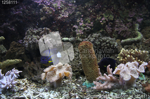Image of aquarium background