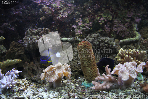 Image of aquarium background