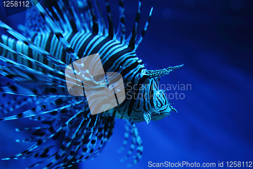 Image of zebra fish 