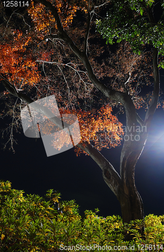 Image of night maple tree