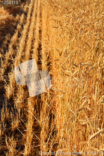 Image of yellow field with ripe wheat