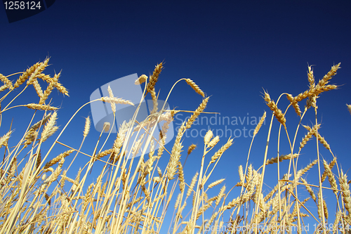 Image of stems of the wheat under sky