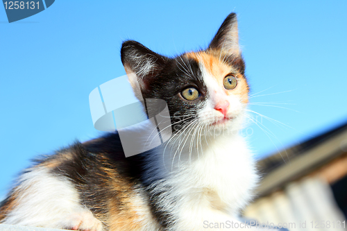 Image of kitten portrait under blue sky
