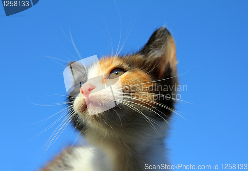 Image of kitten portrait under blue sky