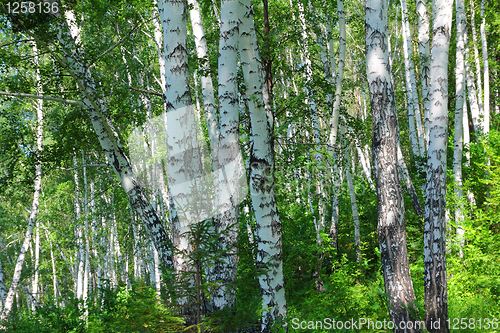 Image of summer birch woods