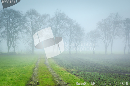 Image of autumn forest way