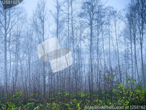 Image of autumn forest