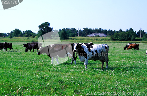 Image of Foto of cows feeding on green field