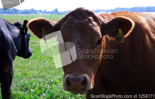 Image of Foto of cow feeding on green field