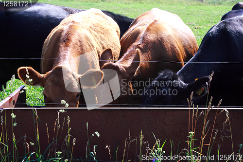 Image of Foto of cows drinking water on field