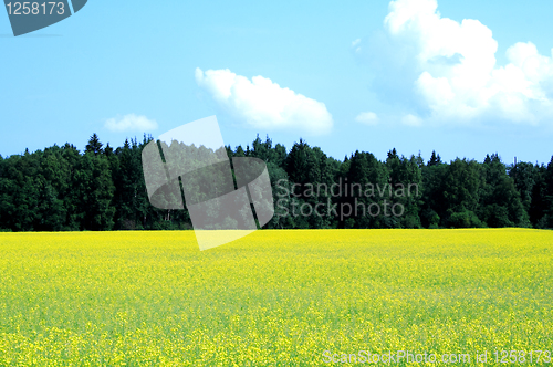 Image of Forest and field landscape foto in day