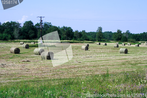 Image of Foto of processed agriculture field in day