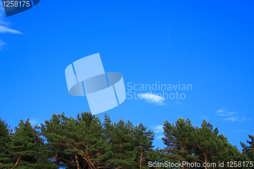 Image of Foto of forest tree tops on sky