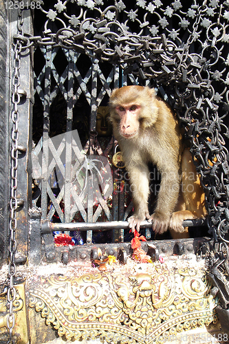 Image of Monkey