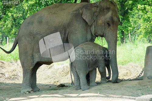 Image of Elephants