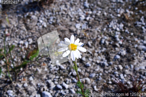 Image of Foto of isolated chamomile on dusty road