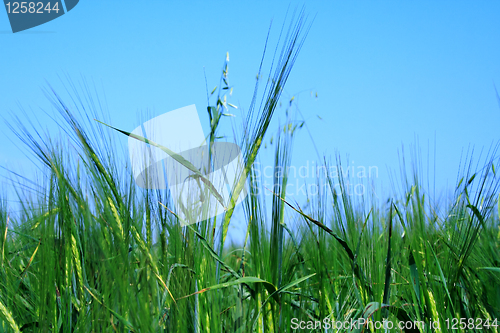 Image of Fot of meadow on which growing rye