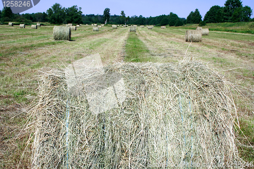 Image of Foto of haystack on field at summer