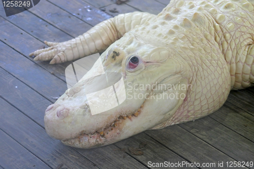 Image of White Alligator