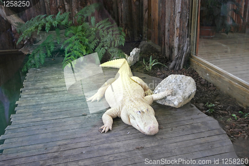 Image of White Alligator