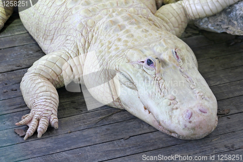 Image of White Alligator