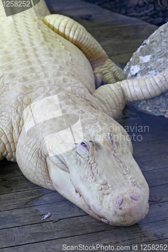 Image of White Alligator