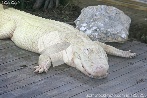 Image of White Alligator