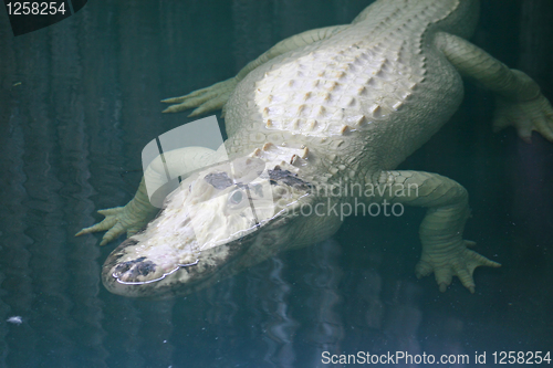 Image of White Alligator