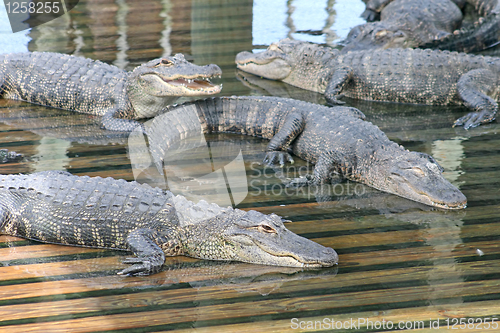Image of Alligators