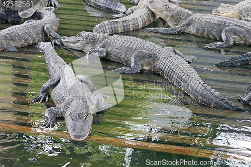 Image of Alligators
