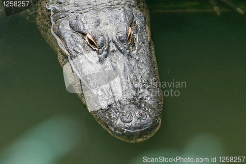 Image of Alligator