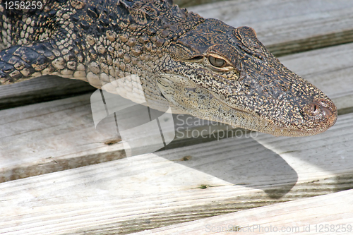 Image of Alligator