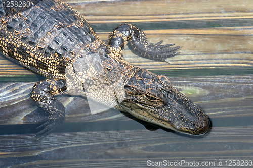 Image of Alligator