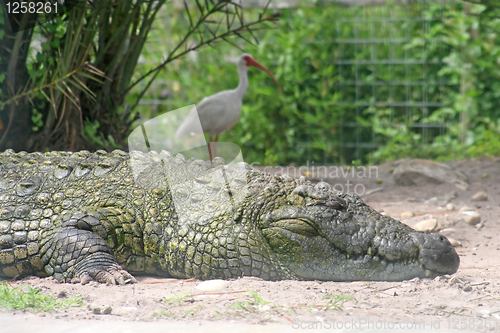 Image of Alligator and Bird