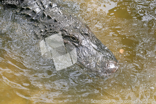 Image of Alligator