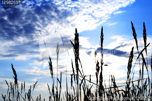 Image of Foto of grass at cloudy summer day