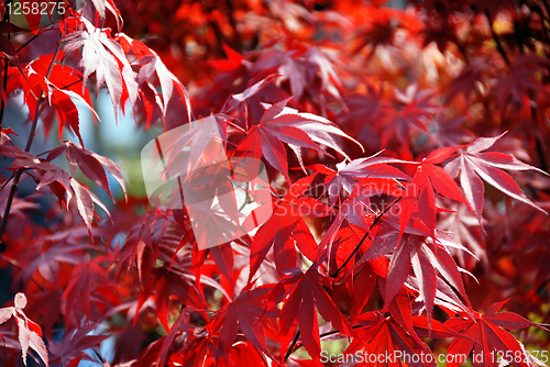 Image of Japanese red acer maple leaves