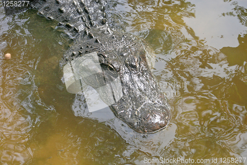 Image of Alligator