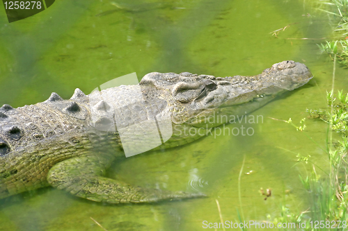 Image of Alligator