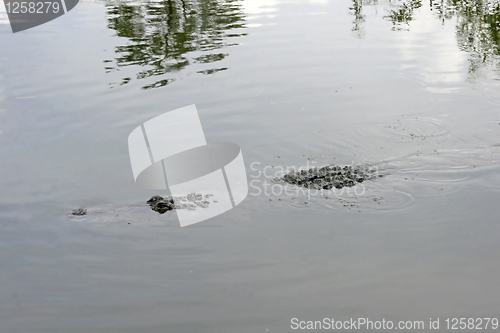 Image of Alligator