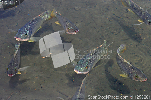 Image of Swimming Fish